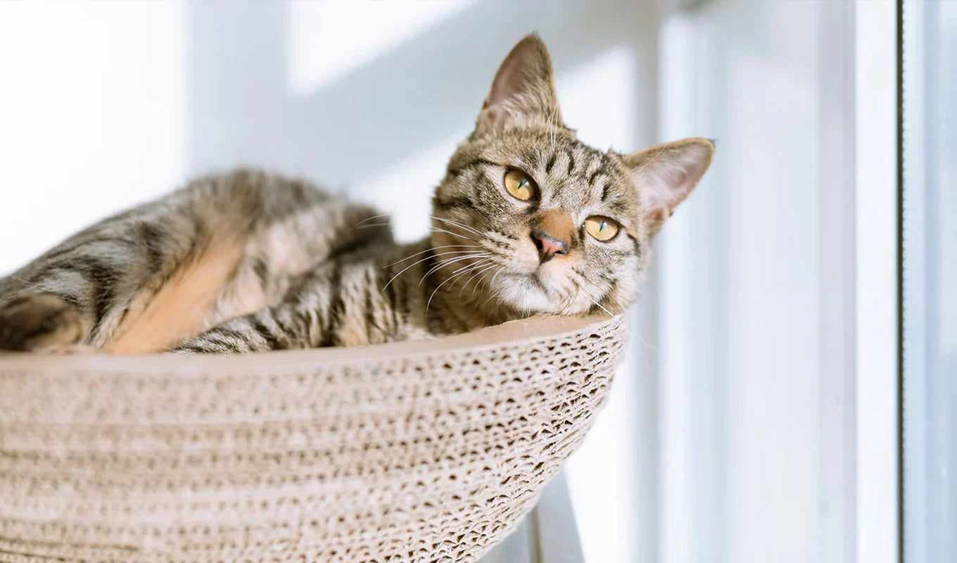 The Ultimate Guide to Happy & Healthy Pets