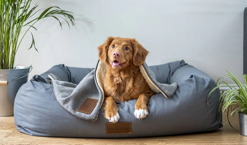 Must-Have Essentials for Your Beloved Pets