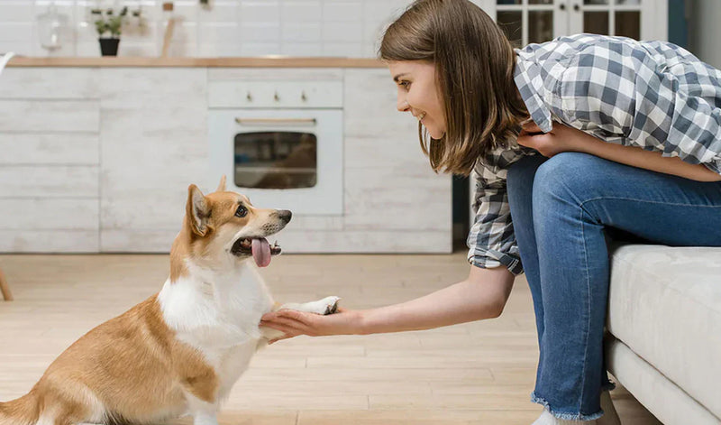 Pamper Your Pets with Love & Style